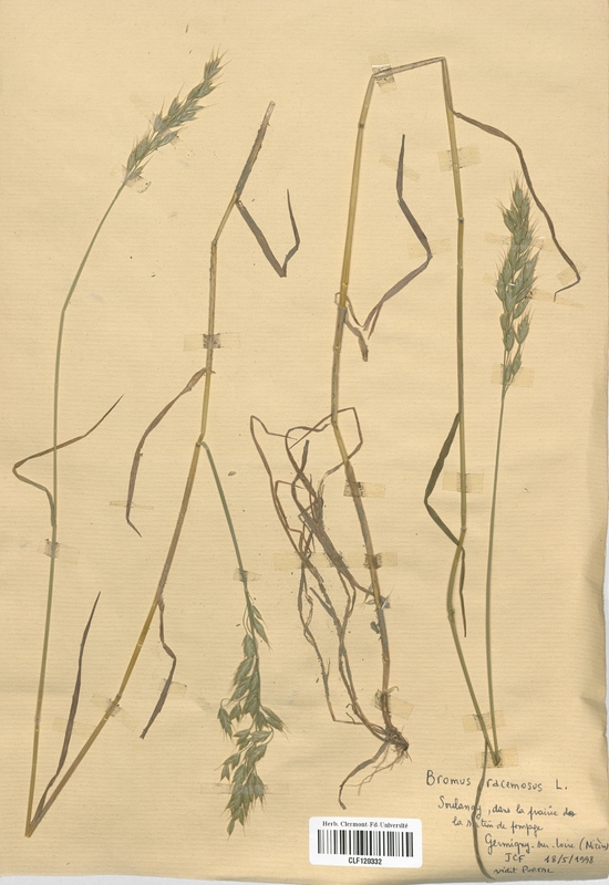 Bromus racemosus (Poaceae)