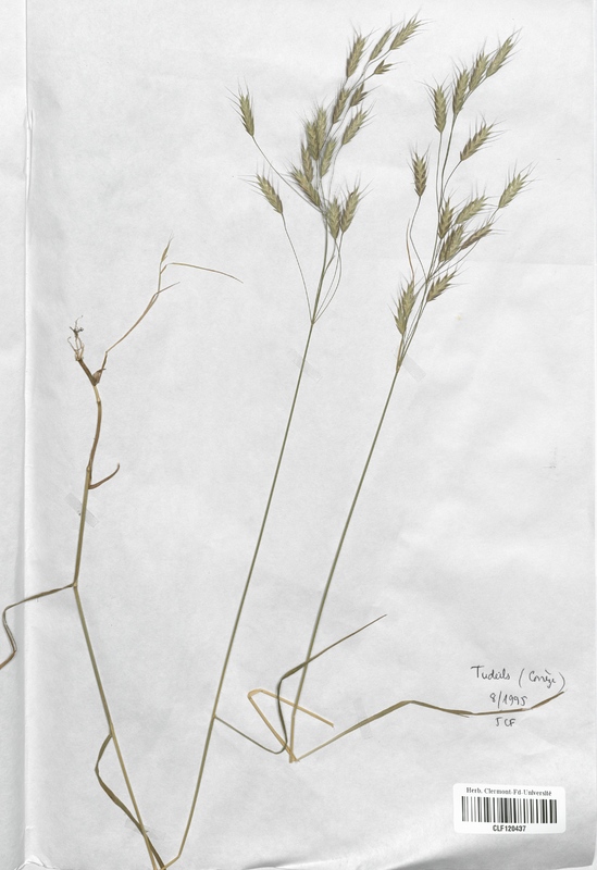 Bromus secalinus (Poaceae)