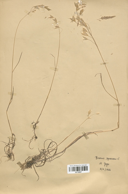 Bromus squarrosus (Poaceae)
