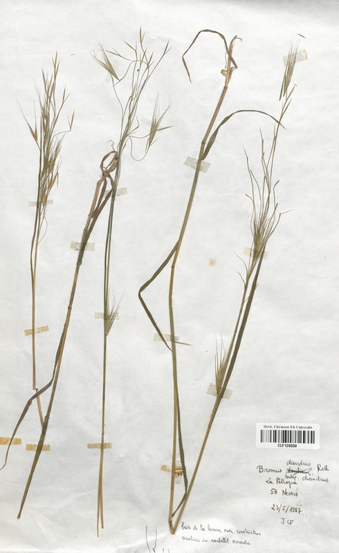 Bromus diandrus (Poaceae)