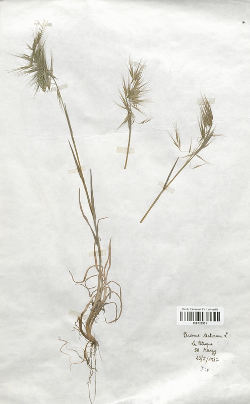 Bromus tectorum (Poaceae)