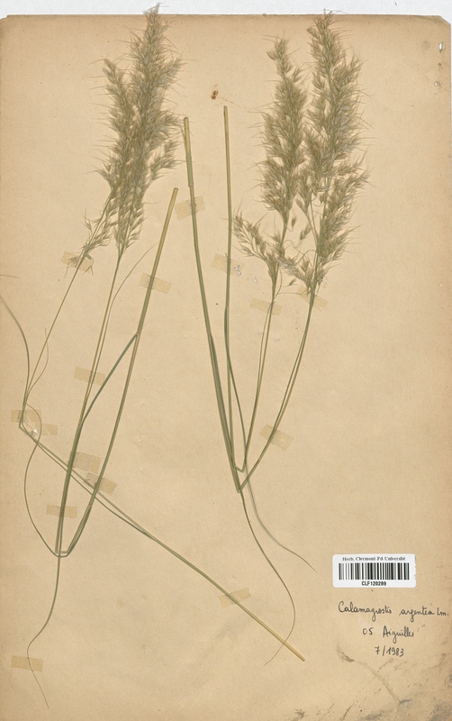 Calamagrostis argentea (Poaceae)