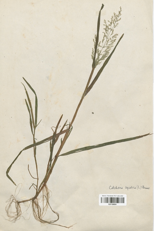 Catabrosa aquatica (Poaceae)