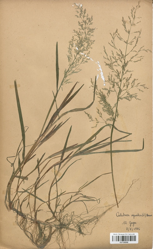 Catabrosa aquatica (Poaceae)