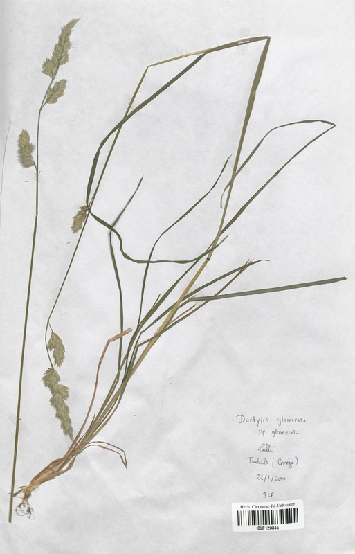Dactylis glomerata (Poaceae)