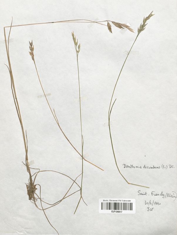 Danthonia decumbens (Poaceae)