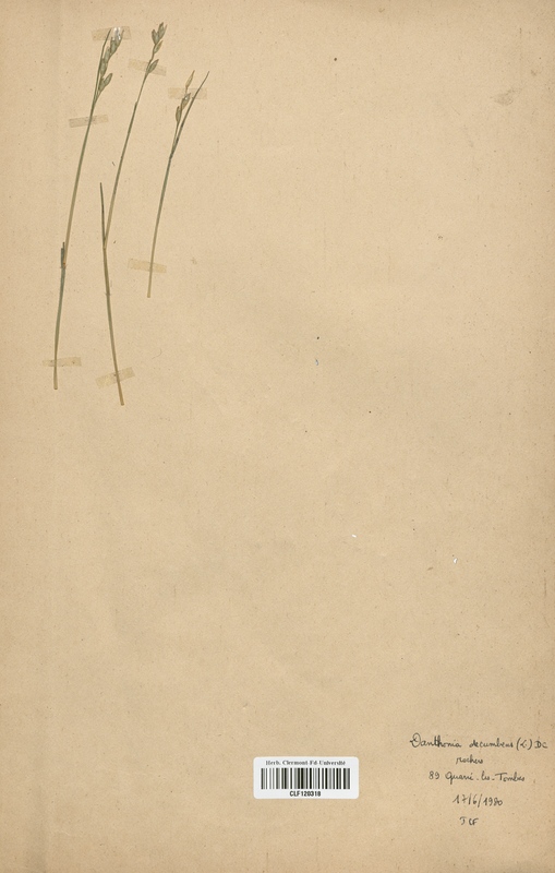 Danthonia decumbens (Poaceae)
