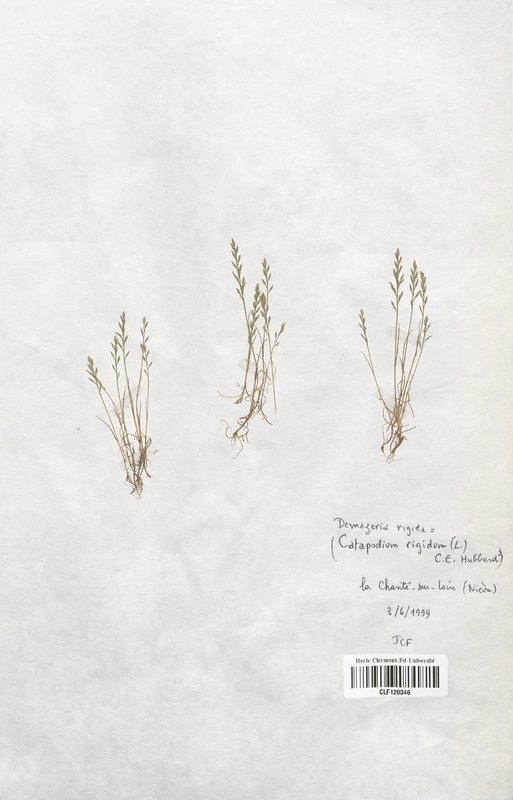 Desmazeria rigida (Poaceae)