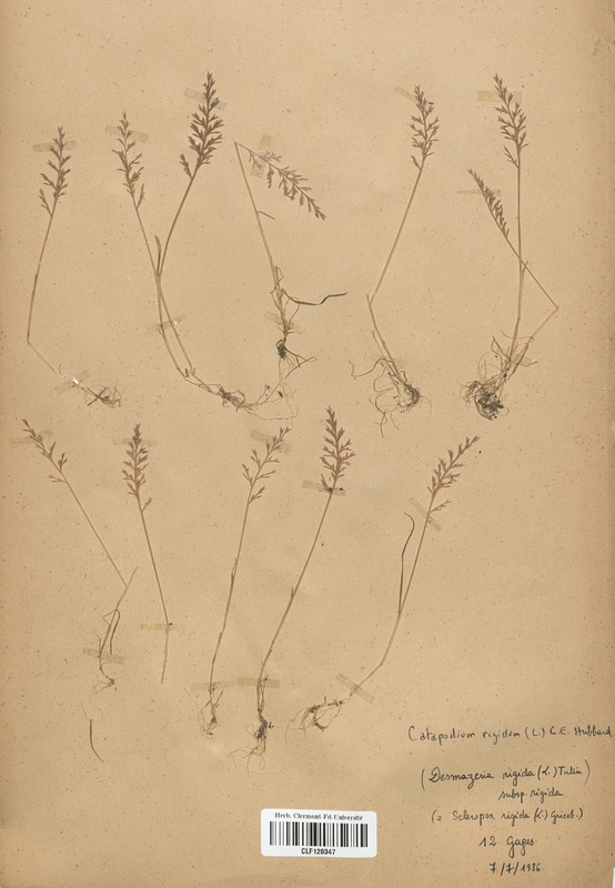 Desmazeria rigida (Poaceae)