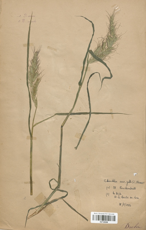 Echinochloa crus galli (Poaceae)