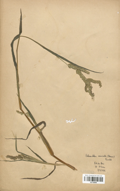 Echinochloa muricata (Poaceae)