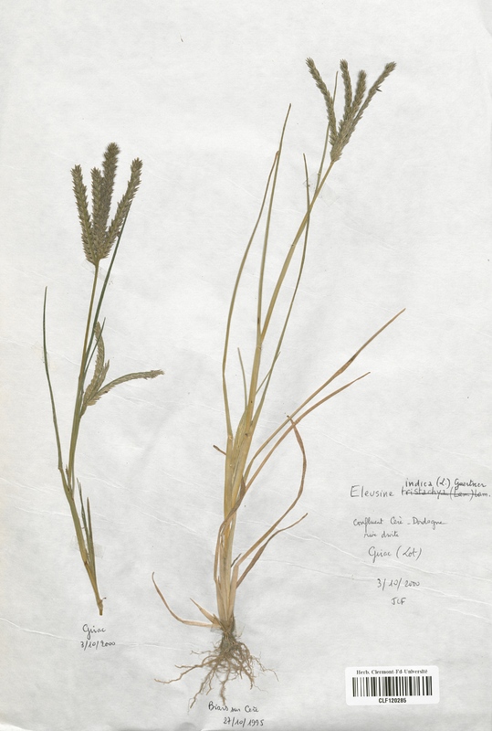 Eleusine tristachya (Poaceae)