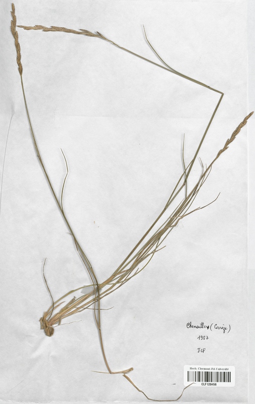 Elytrigia cf. campestris x intermedia (Poaceae)