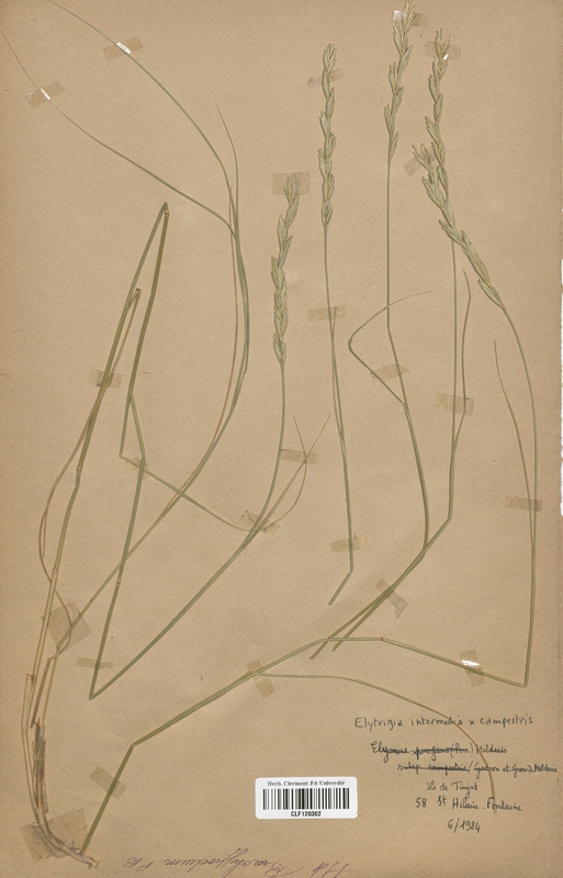 Elytrigia intermedia x campestris (Poaceae)