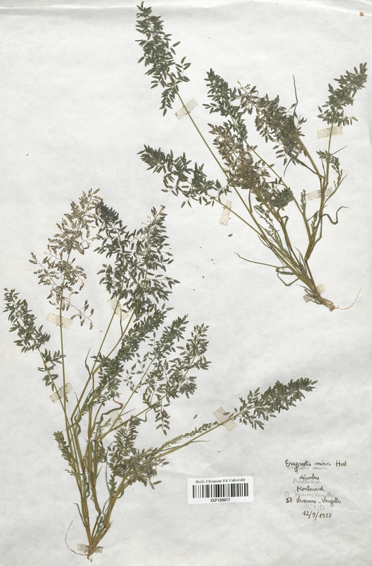 Eragrostis minor (Poaceae)