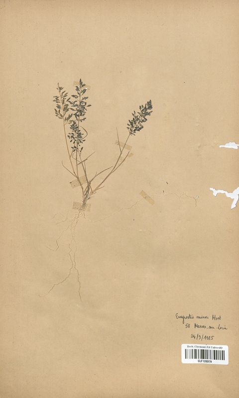 Eragrostis minor (Poaceae)