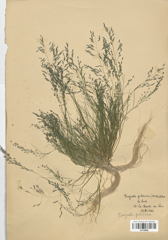 Eragrostis pectinacea (Poaceae)