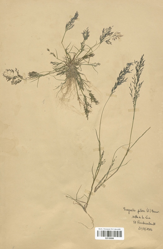 Eragrostis pilosa (Poaceae)