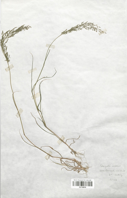 Eragrostis virescens (Poaceae)