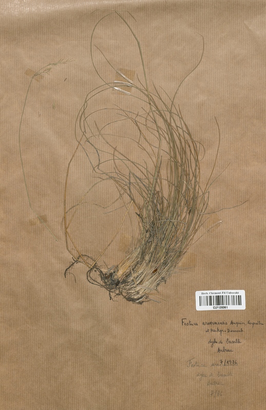 Festuca arvernensis (Poaceae)
