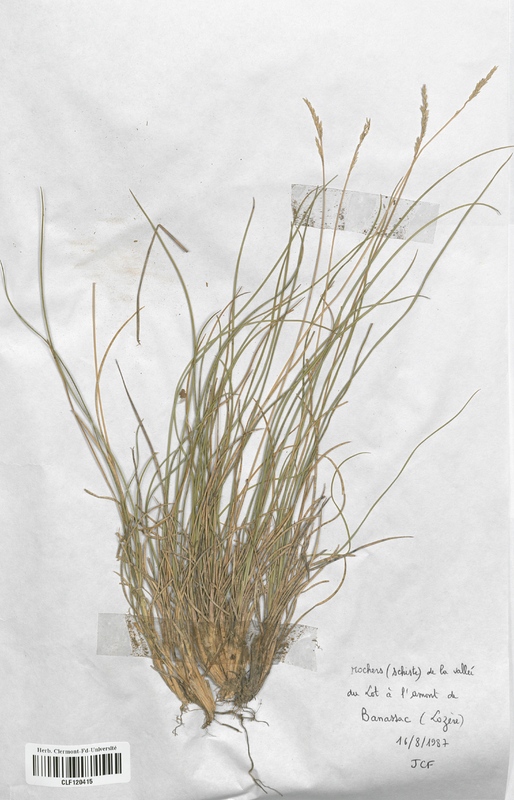 Festuca arvernensis (Poaceae)