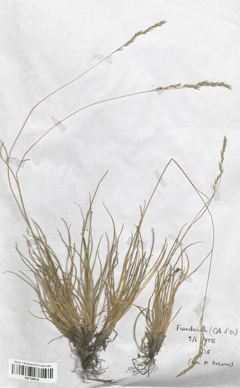 Festuca burgundiana (Poaceae)