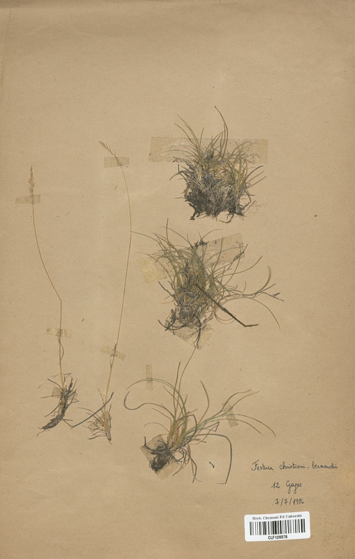 Festuca christiani-bernardii (Poaceae)