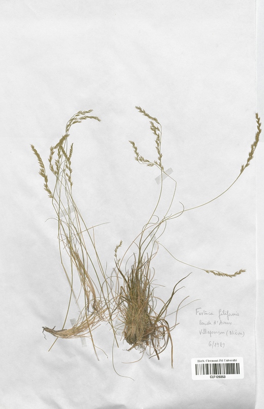 Festuca filiformis (Poaceae)