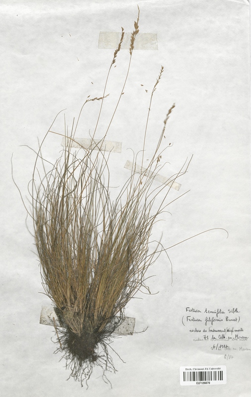 Festuca filiformis (Poaceae)