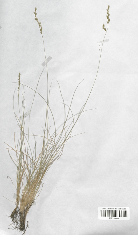 Festuca filiformis (Poaceae)