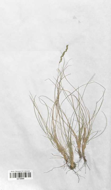 Festuca filiformis (Poaceae)