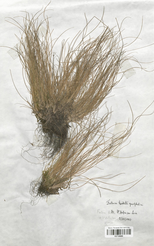 Festuca guestphalica (Poaceae)