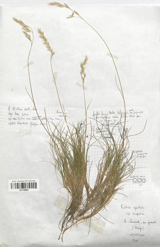 Festuca gautieri (Poaceae)
