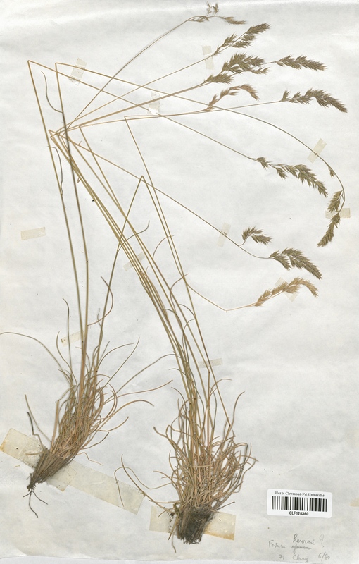 Festuca hervierii (Poaceae)