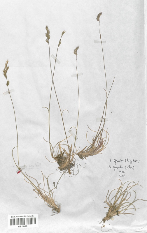 Festuca lemanii (Poaceae)