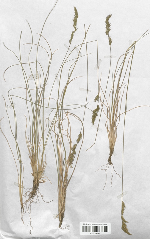 Festuca lemanii (Poaceae)