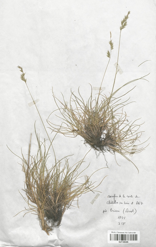 Festuca lemanii (Poaceae)