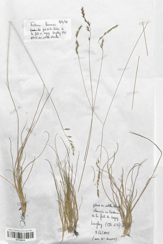 Festuca lemanii (Poaceae)