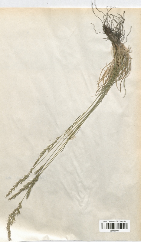 Festuca lemanii (Poaceae)