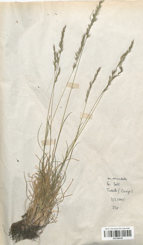 Festuca lemanii (Poaceae)