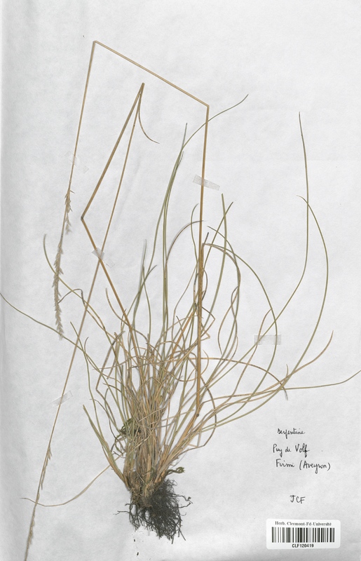 Festuca lemanii (Poaceae)