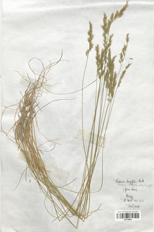 Festuca longifolia (Poaceae)