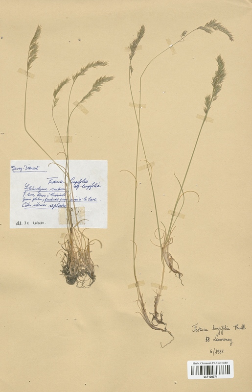 Festuca longifolia (Poaceae)