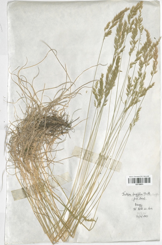 Festuca longifolia (Poaceae)