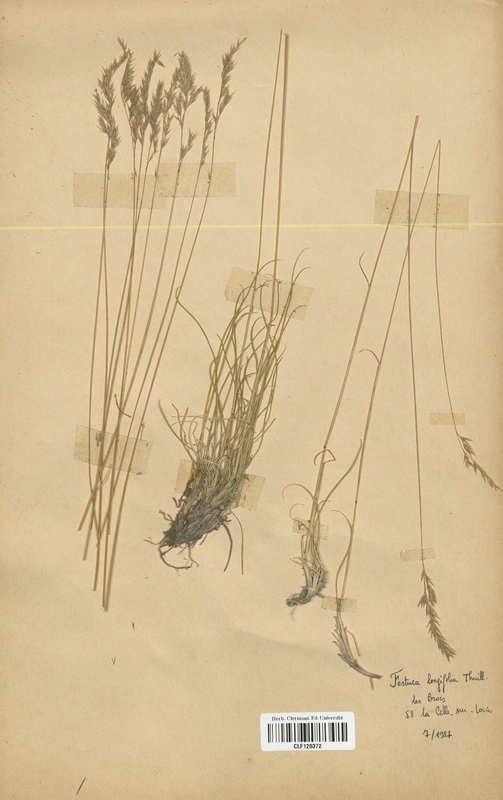 Festuca longifolia (Poaceae)