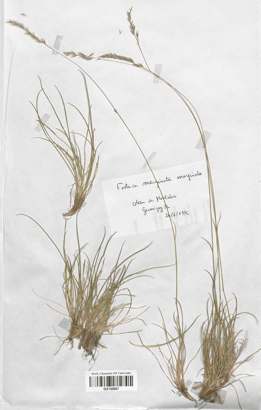 Festuca marginata marginata (Poaceae)