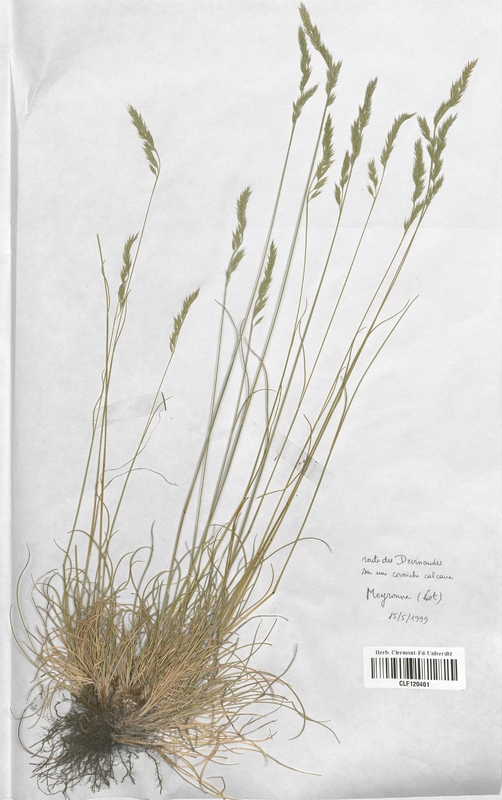 Festuca marginata marginata (Poaceae)