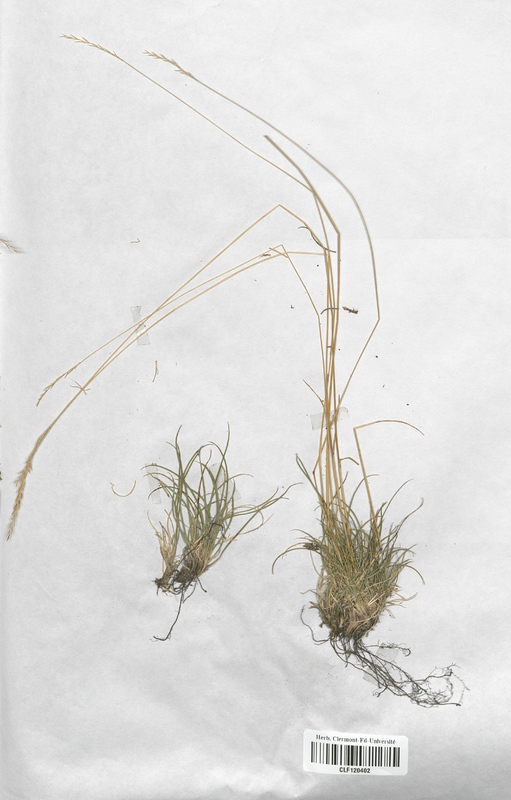 Festuca marginata marginata (Poaceae)