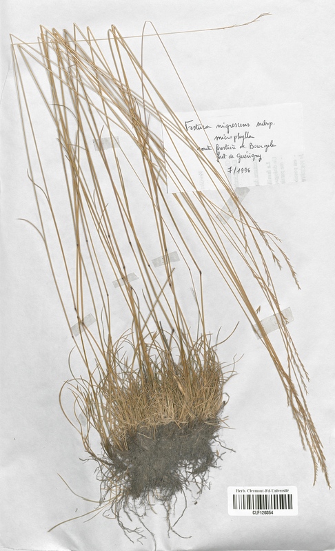 Festuca nigrescens microphylla (Poaceae)