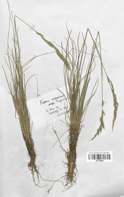 Festuca nigrescens microphylla (Poaceae)
